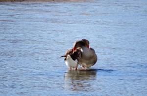 patos